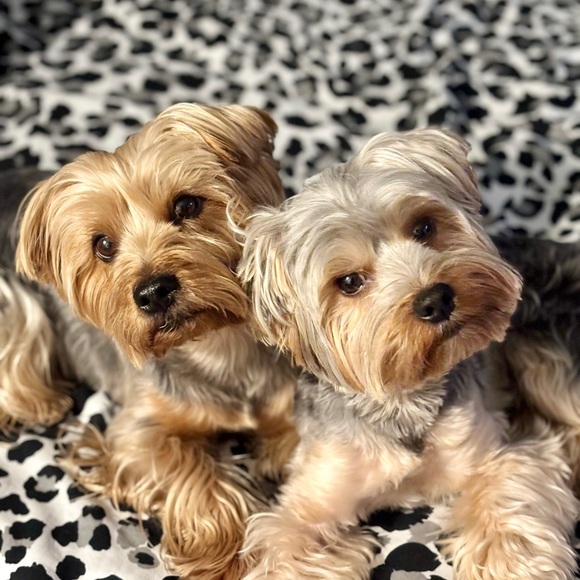 Meet your Posher, Ev, Rocky & Apollo 💖💙 Every purchase feeds a homeless dog🐾🐾 - Picture 2 of 13